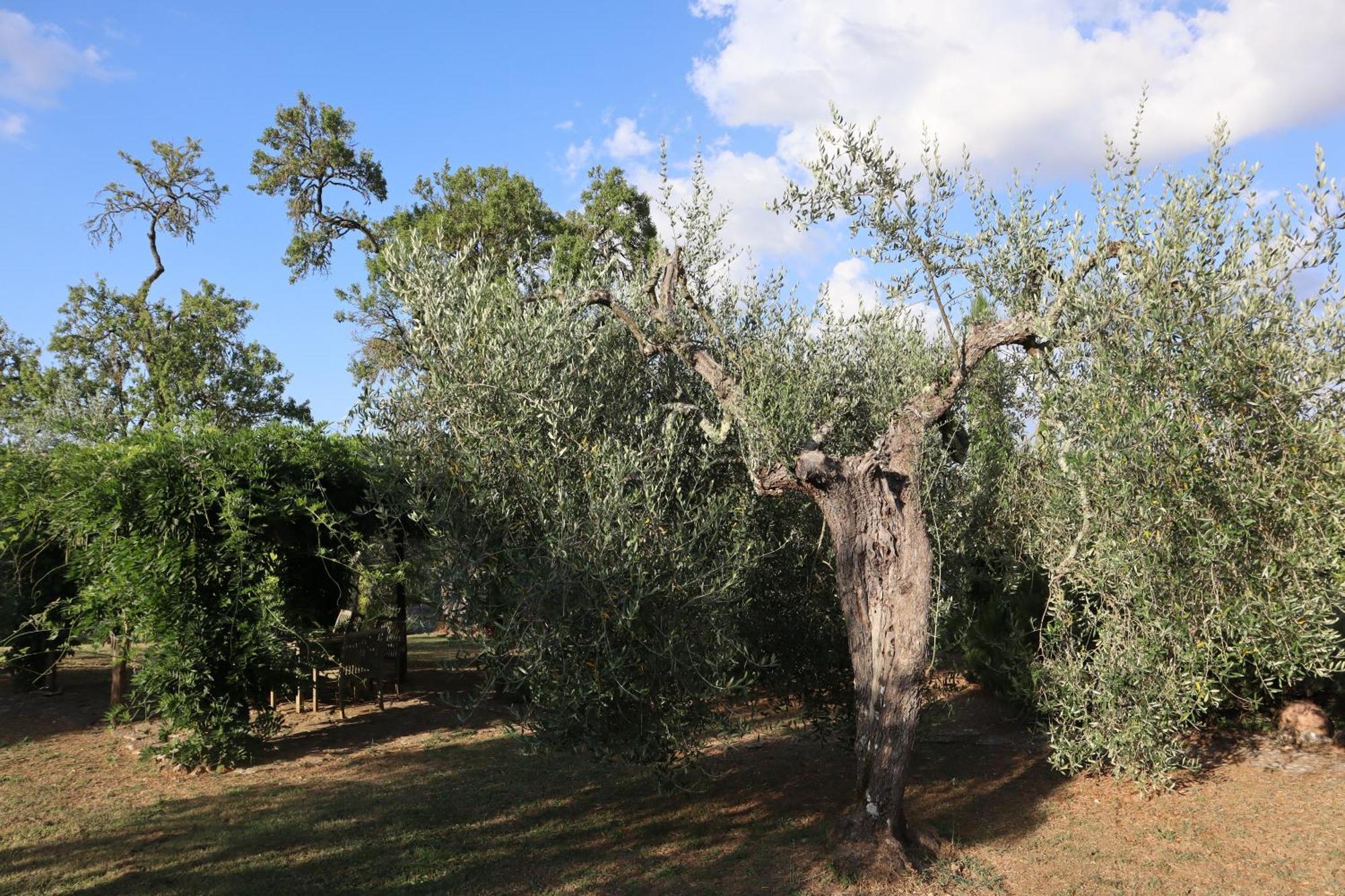 Abbadia Wine Relais Bed & Breakfast Montefollonico Bagian luar foto